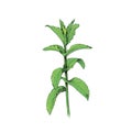 Single mint, plant