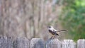 Single Mockingbird Perched on a Fence Top