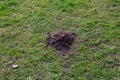 Single mole pile on the green grass in spring time rural landscape theme