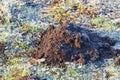 Single molehill on a white frosty grass.