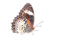 Single monarch butterfly
