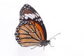 Single monarch butterfly