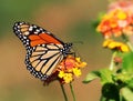 Single Monarch butterfly