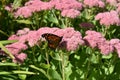 Single monarch butterfly on a flower.