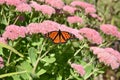 Single monarch butterfly on a flower.