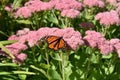 Single monarch butterfly on a flower.