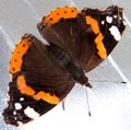 Single monarch butterfly on white background.