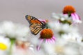 Single Monarch butterfly on a zinnia flower, shallow depth of field Royalty Free Stock Photo