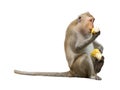 monkey or macaca hungry hold corn in hand. It\'s eating delicious enjoy moment, relaxed and happy. Isolated, clipping path