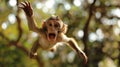 Single Monkey or Macaca jumping in a flying position. It leaping floats in the air with shock. a monkey was jumping from tree to