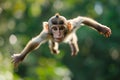 Single Monkey or Macaca jumping in a flying position. It leaping floats in the air with shock. a monkey was jumping from tree to