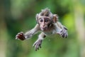 Single Monkey or Macaca jumping in a flying position. It leaping floats in the air with shock. a monkey was jumping from tree to