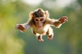 Single Monkey or Macaca jumping in a flying position. It leaping floats in the air with shock. a monkey was jumping from tree to