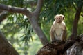 A single monkey on a tree branch