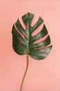 Single monstera palm leaf on coral pink background Royalty Free Stock Photo