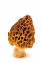 Single Morel Mushroom