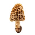 A Single Morel Mushroom with a Honeycomb-Like Cap Royalty Free Stock Photo