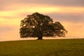 Single Moreton Bay Fig Tree Royalty Free Stock Photo