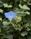 Single Morning Glory Blossom in the Monastery Garden of Abu Ghosh, Israel