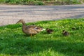 Single mother gray wild duck walks two small black yellow ducklings on the lawn