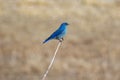 Single Mountain Bluebird on a Branch