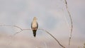 A single mourning dove perches on a bare creosote branch with a simple background