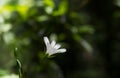 Single mouse-ear on green bokeh Royalty Free Stock Photo