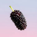 Single Mulberry Fruit on Gradient Background Royalty Free Stock Photo