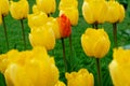 Single multi colored tulip flower inside a field of yellow tulips Royalty Free Stock Photo