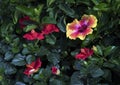 A single multicolored hibiscus flower with several red hibiscus in bright sunlight