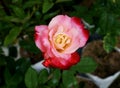 single multicolored rose in the garden