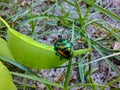 Byctiscus populi on a damaged leaf. Beauty in nature