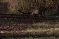 A single Muntjac deer feeding in the woods