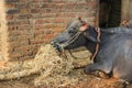 A single Murrah buffalo eating dry grass fodder Royalty Free Stock Photo