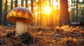 Single Mushroom Growing in a Forest at Sunset Royalty Free Stock Photo