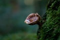 Single Mushroom Growing out of Tree