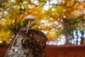 Single mushroom over tree trunk in autumn orange forest Royalty Free Stock Photo