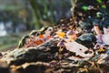 Single mushroom white fungus foreground, beech leaves in autumn forest. Golden sun rays in orange leaves. Dark magic Royalty Free Stock Photo