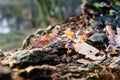 Single mushroom white fungus foreground, beech leaves in autumn forest. Golden sun rays in orange leaves. Dark magic Royalty Free Stock Photo