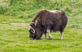 A single Musk Ox feeds on grass.