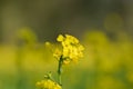 Mustard flower in the field Royalty Free Stock Photo