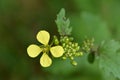 a single mustard flower Royalty Free Stock Photo