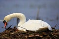 Single Mute swan bird on a nest in spring season Royalty Free Stock Photo