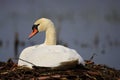 Single Mute swan bird on a nest in spring season Royalty Free Stock Photo