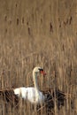 Single Mute Swan bird on a nest in spring nesting season Royalty Free Stock Photo