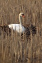 Single Mute Swan bird on a nest in spring nesting season Royalty Free Stock Photo