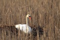 Single Mute Swan bird on a nest in spring nesting season Royalty Free Stock Photo