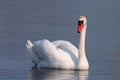 Single Mute swan bird on a water surface of the Biebrza river wetlands in Poland during a spring nesting period Royalty Free Stock Photo