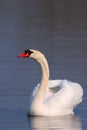 Single Mute swan bird on a water surface of the Biebrza river wetlands in Poland during a spring nesting period Royalty Free Stock Photo