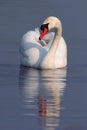 Single Mute swan bird on a water surface of the Biebrza river wetlands in Poland during a spring nesting period Royalty Free Stock Photo